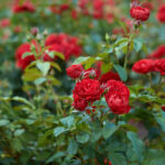 How to earn in crores from cultivation of Desi  and imported roses? |  देशी और आयातित गुलाब की खेती से  कई करोड़ कैसे कमाएं?