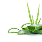 Aloe Vera Farming – From Plantation to Profit -एलोवेरा की खेती – वृक्षारोपण से लाभ तक